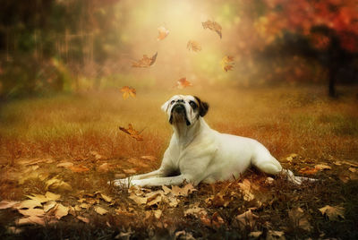 Dog on landscape during sunset