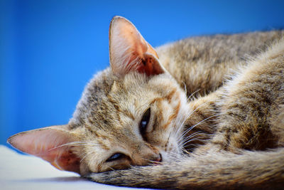 Close-up of cat sleeping