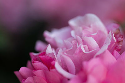 Close-up of pink roses