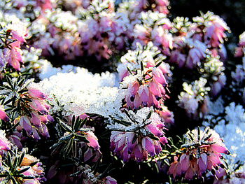 Close-up of pink flowers