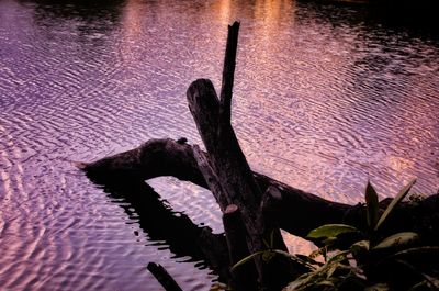 High angle view of tree trunk by lake