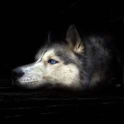 Close-up of dog lying down