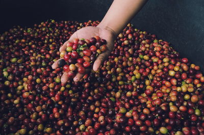 Close-up of hand holding berries