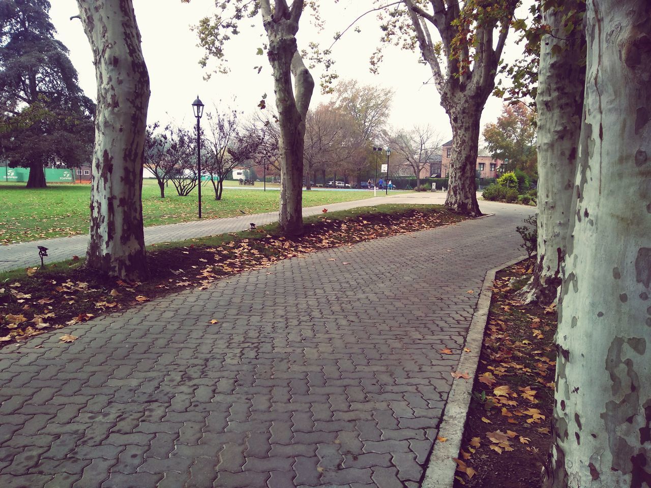 tree, plant, footpath, park, tree trunk, nature, trunk, the way forward, park - man made space, day, no people, cobblestone, street, growth, outdoors, beauty in nature, city, tranquility, autumn, architecture, treelined, plant part, walkway, diminishing perspective, road, stone, leaf, tranquil scene, empty, paving stone