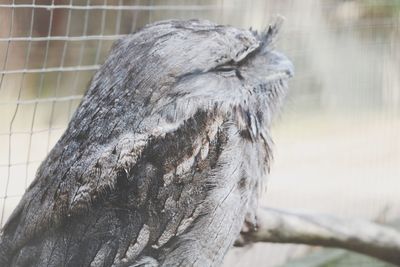 Close-up of a bird