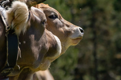 Close-up of cow