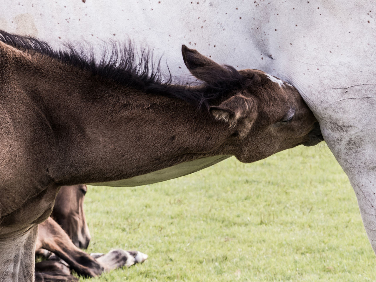 Suckle filly