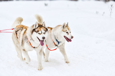 View of dogs in snow