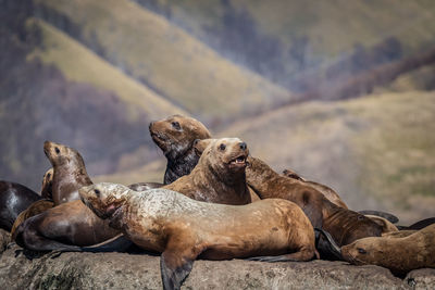 Group of sea lions on rock at sea