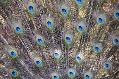 Close-up of peacock