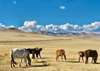 Horses in a field