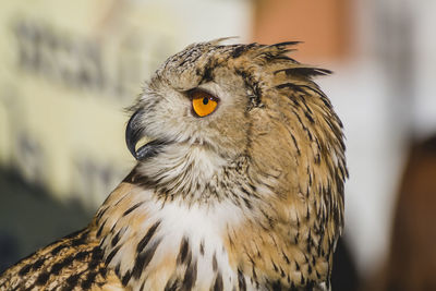 Close-up portrait of owl