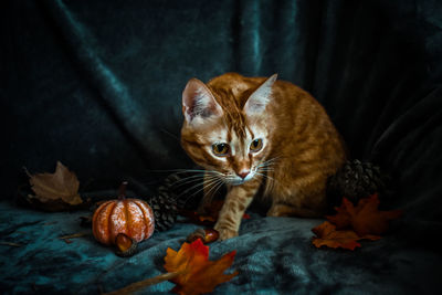 Close-up of a cat