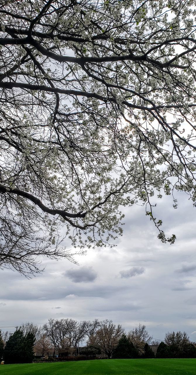 LOW ANGLE VIEW OF BARE TREES AGAINST SKY