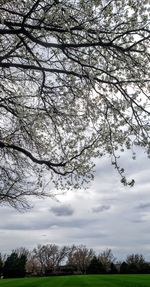 Low angle view of bare trees on field against sky