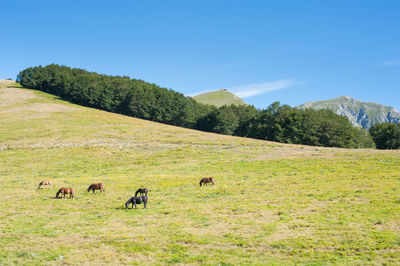 High angle view of horses grazing on field