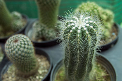 Close-up of succulent plant