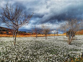 Bare trees on landscape against sky