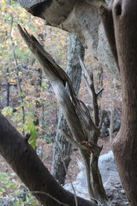 Close-up of tree branch