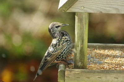 Bird perching on wooden post