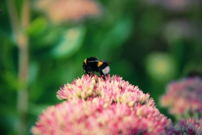 Close-up of bee pollinating on pink flower