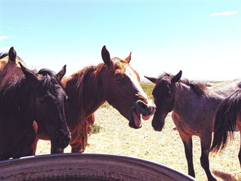 Horses at water trough