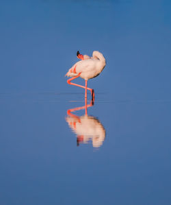 Reflection of bird on water