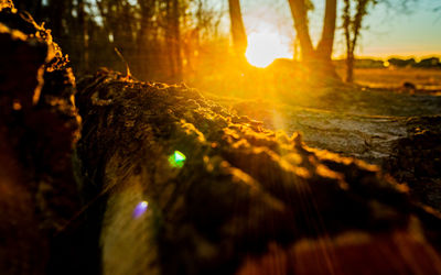 Sunlight streaming through trees in forest