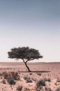 Tree at desert against clear sky