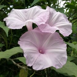 Close-up of purple flowering plant