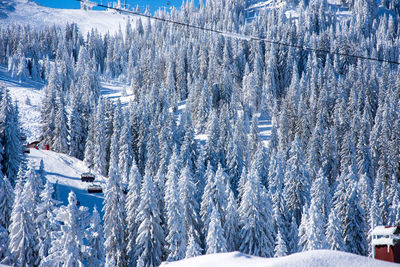 Panoramic view of pine trees during winter