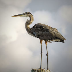 Close-up of gray heron against sky