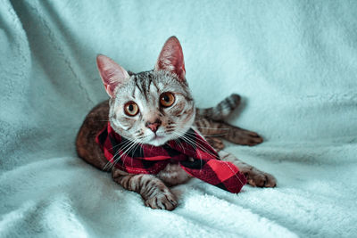 High angle portrait of a cat