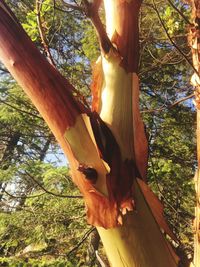 Low angle view of tree trunk