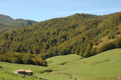 Scenic view of trees on field against sky