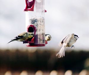 Close-up of birds flying