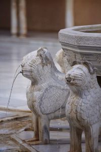Close-up of lion statue