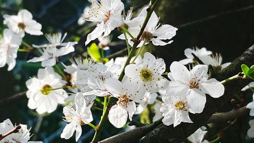 Close-up of white cherry blossoms