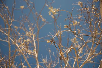 Low angle view of bare tree against blue sky