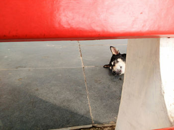 Portrait of dog sitting on wall