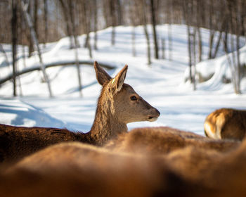 Headshot of a deer in the middle of other deer. 