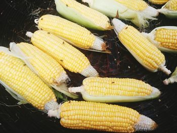 High angle view of houseflies on corns in basket