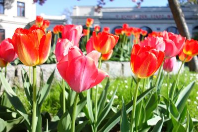 Close-up of red tulips blooming