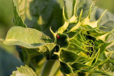 Sunflower plant closed with ladybird