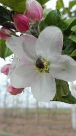 Close-up of white flowering plant