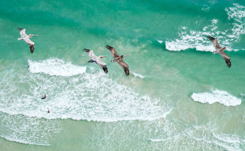 Birds flying over sea