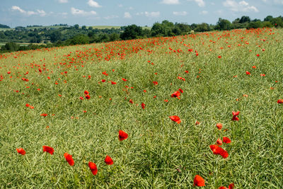 Red poppies on field against sky