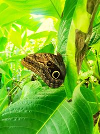 Close-up of butterfly on tree