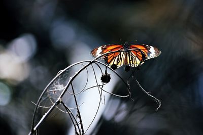 Close-up of butterfly on leaf