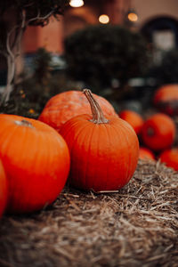 Close-up of pumpkins on field